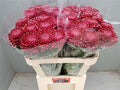 Farm Fresh Chrysanthemum G Bigoudi Red (Bunch of 10stems, Length 70-80)