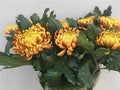 Farm Fresh Chrysanthemum G Fuego ( Bunch of 10 stem, Length 72cm)