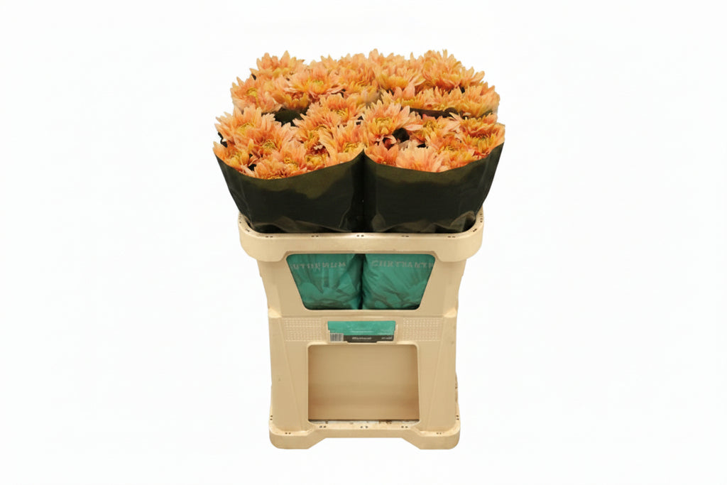 Farm Fresh Chrysanthemum G Kalimba Salmon ( Bunch of 10 stems, Length 70cm)