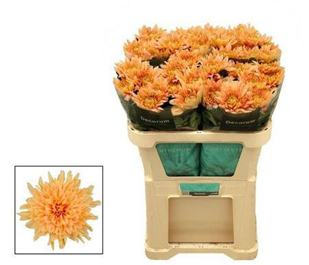 Farm Fresh Chrysanthemum G Kalimba Salmon ( Bunch of 10 stems, Length 70cm)