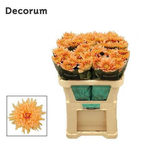 Chr G Kalimba Salmon ( Bunch of 10 stems, Length 70cm)