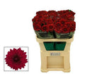 Farm Fresh Chrysanthemum G Lamira Red (Bunch of 10 stems, Length 70cm)