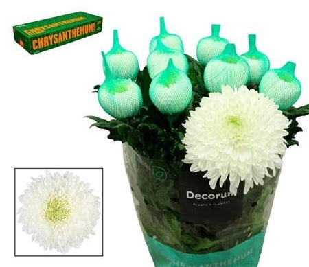 Farm Fresh Chrysanthemum G Magnum (Bunch of 2 stems,Length 70cm)