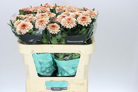 Farm Fresh Chrysanthemum G Pip Salmon (Bunch of 10 stems, Length 70cm)