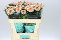 Farm Fresh Chrysanthemum G Pip Salmon (Bunch of 10 stems, Length 70cm)