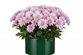 Farm Fresh  Chrysanthemum G Rossano (Bunch of 10 stems, Length 70cm)