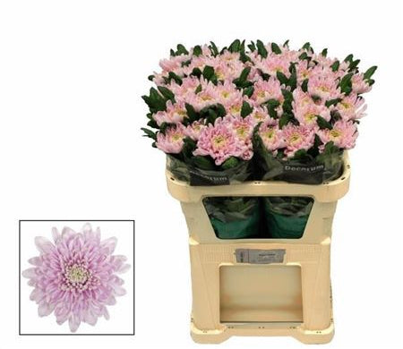 Farm Fresh  Chrysanthemum G Rossano (Bunch of 10 stems, Length 70cm)