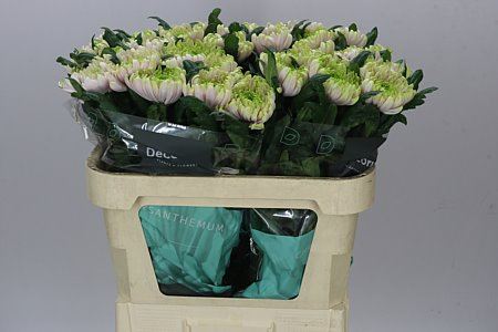 Farm Fresh  Chrysanthemum G Rossano Charlotte (Bunch of 10 stems, Length 70cm)