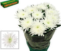 Farm Fresh Chrysanthemum G Topspin (Bunch of 10 stems , Length 70cm)