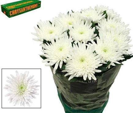 Farm Fresh Chrysanthemum G Topspin (Bunch of 10 stems , Length 70cm)