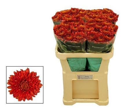 Farm Fresh Chrysanthemum G Tusca (Bunch of 10 stems , Length 70cm)