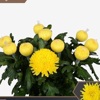 Farm Fresh Chrysanthemum G Pjotr (Bunch of 10 stems, Length 70cm)