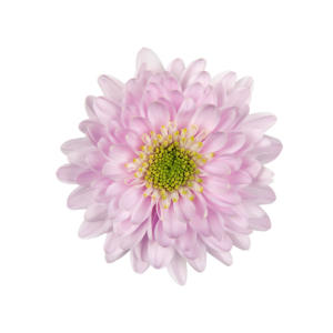 Farm Fresh Spray Chrysanthemum T Commander Pink (Bunch of 5 stems, Length 70cm) (PACK OF 2)
