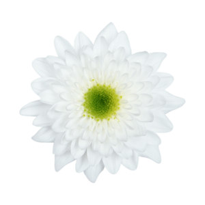 Farm Fresh Spray Chrysanthemum T Commander White (Bunch of 5 stems, Length 70cm) (PACK OF 2)