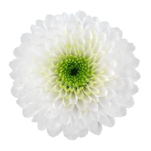 Farm Fresh Spray Chrysanthemum T Daydream (Bunch of 5 stems, Length 70cm) (PACK OF 2)