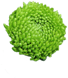 Farm Fresh Spray Chrysanthemum T Deligreen (Bunch of 5 stems, Length 70cm) (PACK OF 2)