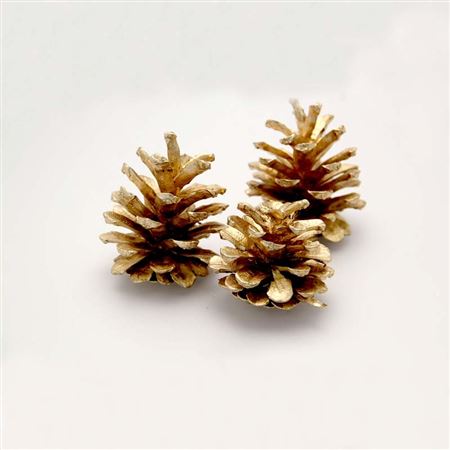 Dried Pine Cone Gold 1kg