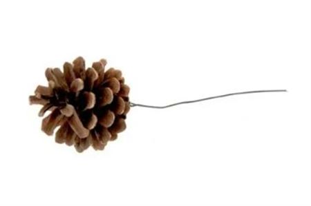 Dried Pine Cone Wired X150
