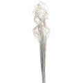 Dried Ting Ting Silver