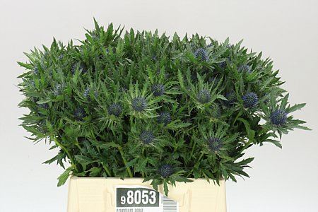 Farm Fresh Eryngium Aqua 40cm (Bunch of 10 stems, Length 40cm)