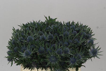 Farm Fresh Eryngium Aqua 50cm(Bunch of 10 stems, Length 50cm)