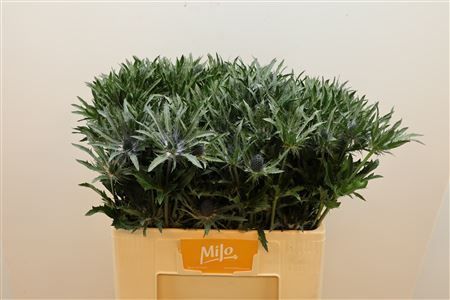 Farm Fresh Eryngium Blue Angel 70cm (Bunch of 10 stems, Length 70cm)