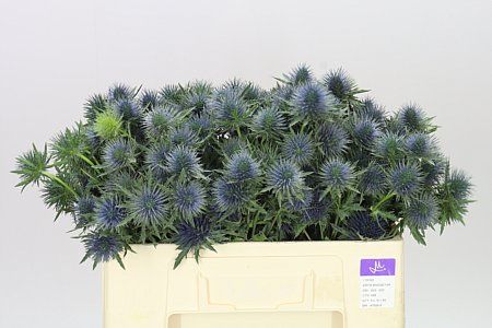 Farm Fresh Eryngium Magnet 50cm(Bunch of 10 stems, Length 50cm)