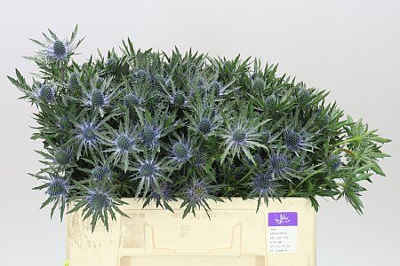 Farm Fresh Eryngium Orion 50cm(Bunch of 10 stems, Length 50cm)