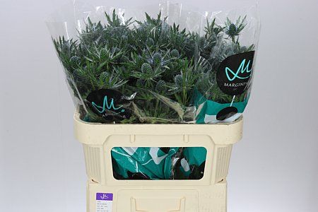 Farm Fresh Eryngium Orion Ex(Bunch of 10 stems, Length 60cm)