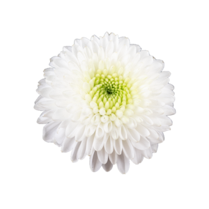 Farm Fresh Santini Ferry (Bunch of 25 stems, Length 55cm)