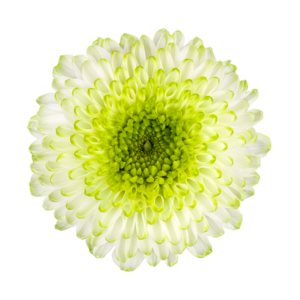 Farm Fresh Spray Chrysanthemum T Fontina (Bunch of 5 stems, Length 70cm) (PACK OF 2)