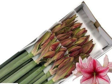 Farm Fresh Hippeastrum/Amarylis  Revelation(Bunch of 15 stems, Length 75cm)