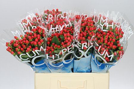 Farm Fresh Hypercium Coco Rio(Bunch of 10 stems,Length 60cm)