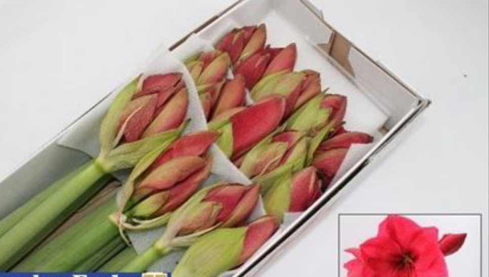 Farm Fresh Hippeastrum/Amarylis Isabella (Box of 12 stems, Length 80cm)