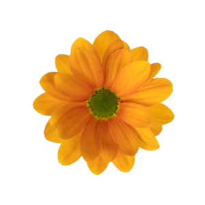 Farm Fresh Spray Chrysanthemum T Kaya (Bunch of 5 stems, Length 70cm) (PACK OF 2)