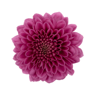 Farm Fresh Santini Kismo Pink (Bunch of 25 stems, Length 55cm)