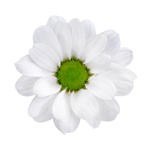 Farm Fresh Santini Lassiei (Bunch of 25 stems, Length 55cm