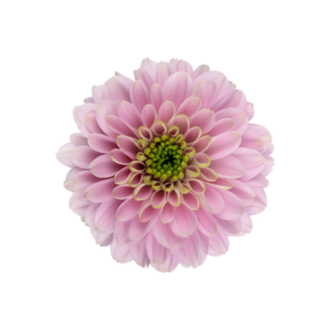 Farm Fresh Spray Chrysanthemum T Letsgo Pink (Bunch of 5 stems, Length 70cm) (PACK OF 2)