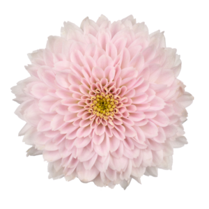 Farm Fresh Santini Miller Pearl (Bunch of 25 stems, Length 55cm)