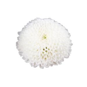 Farm Fresh Santini Pizarro (Bunch of 25 stems, Length 55cm)