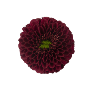 Farm Fresh Santini Purpetta Red (Bunch of 25 stems, Length 50-60cm)