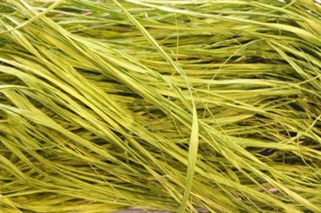Raffia 450 Gram Moss Green