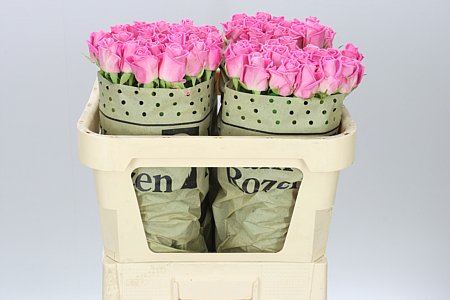 Farm Fresh Rosa Gr Aqua(Bunch of 20 stems,Lenth 70cm)