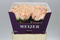 Farm Fresh Rosa Gr Avalanche Pearl(Bunch of 10 stems, Length 60cm)