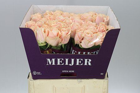 Farm Fresh Rosa Gr Avalanche Pearl(Bunch of 10 stems, Length 60cm)