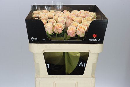 Farm Fresh Rosa Gr Bellini (Bunch of 10 stems, Length 70cm)