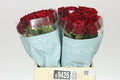Farm Fresh Rosa Gr Red Naomi A2 Porta By Bucket (Bucket of 40stems, Length 40cm)