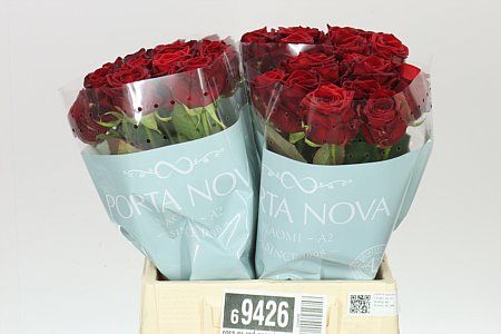 Farm Fresh Rosa Gr Red Naomi A2 Porta By Bucket (Bucket of 40stems, Length 40cm)