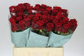 Farm Fresh Rosa Gr Red Naomi Porta(Bunch of 10 stems, Length 60cm)