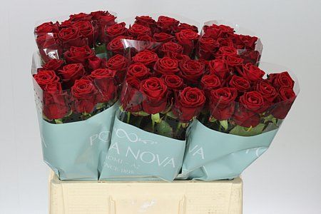 Farm Fresh Rosa Gr Red Naomi PortaBunch of 10 stems, Length 70cm)